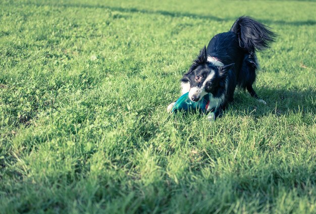 border collie-hond met vliegend schijfstuk speelgoed