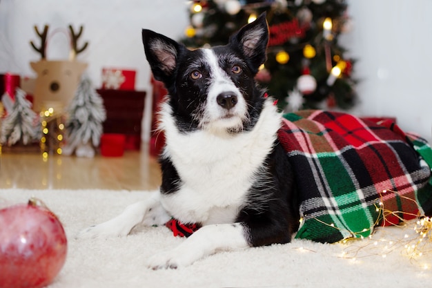 Border collie-hond omwikkeld met een wollen geruite deken onder kerstboomlichten.