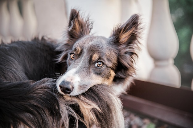 Border collie hond op wandeling