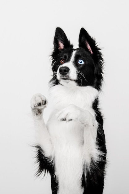 Border Collie hond portret op een witte achtergrond