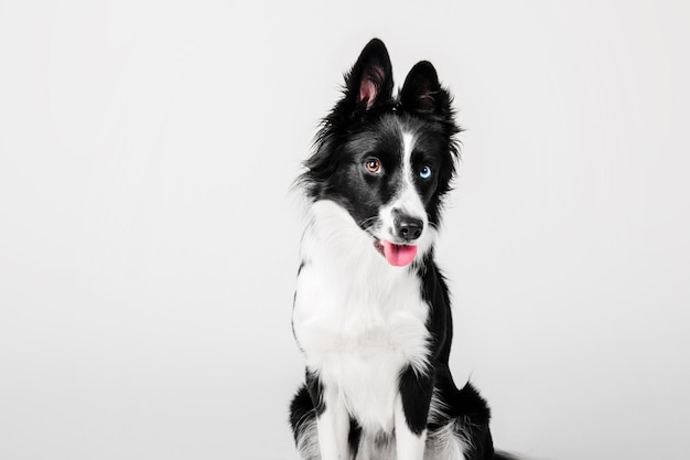 Border Collie hond portret op een witte achtergrond