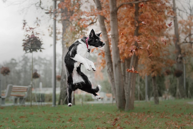 Border collie hond puppy springen en vallende herfstbladeren vangen in het park