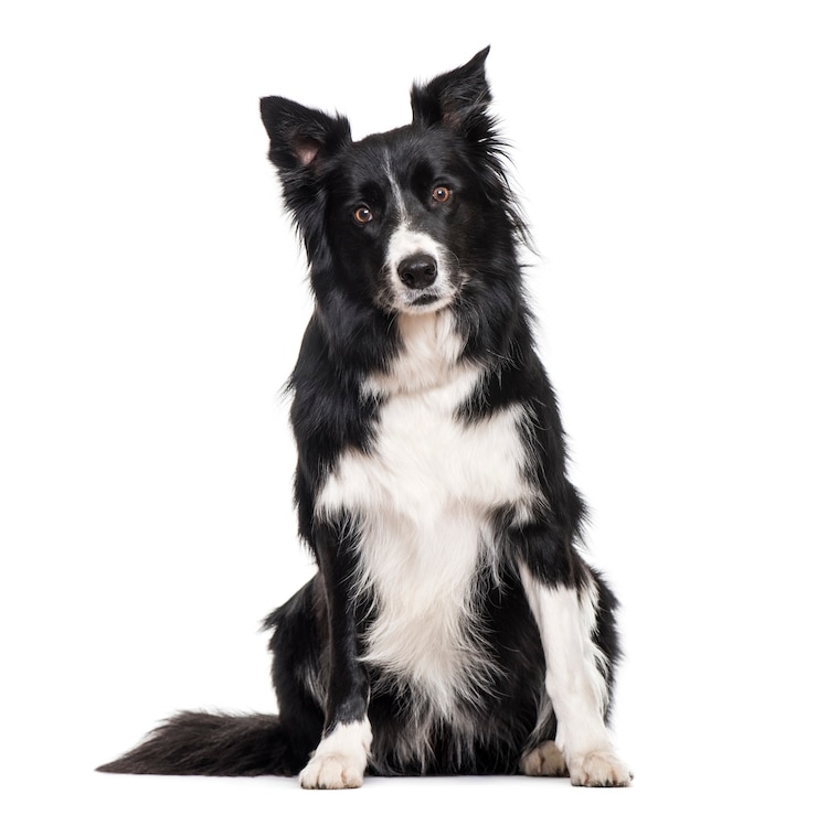 Foto border collie hond zit tegen een witte achtergrond