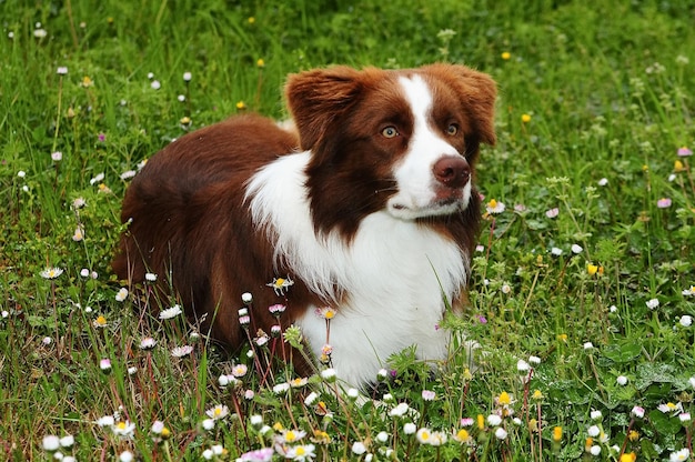 Border collie hond