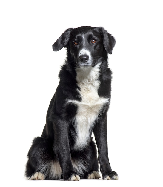 Border collie-hond