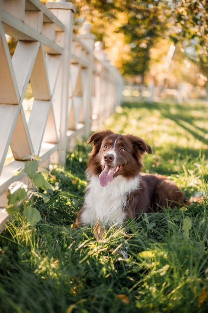 Border Collie hond