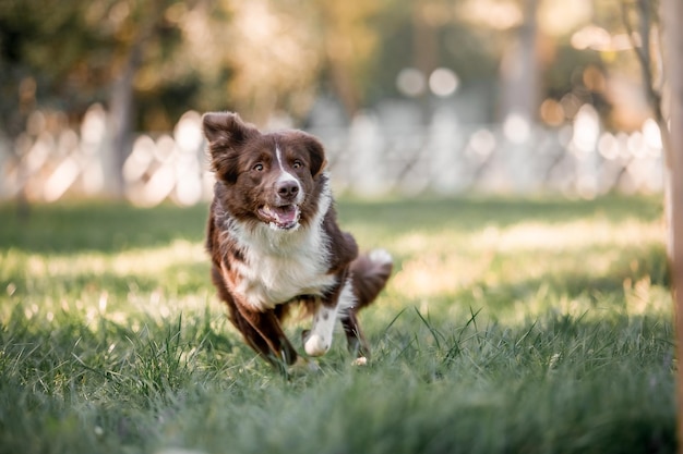 Border Collie hond