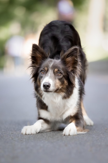 Border Collie hond