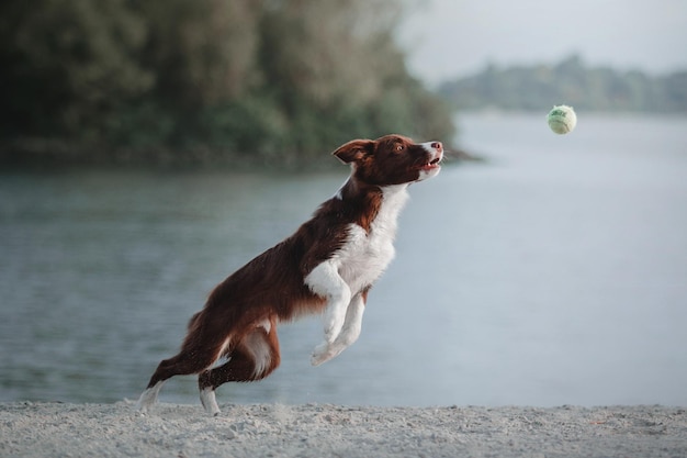 Foto border collie hond