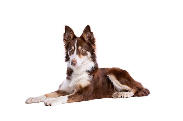 border collie hond