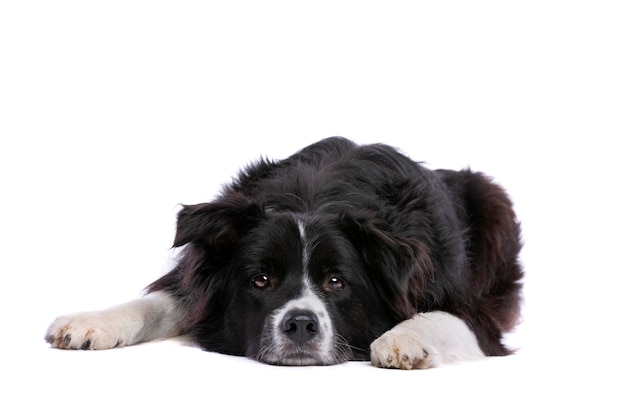 border collie hond