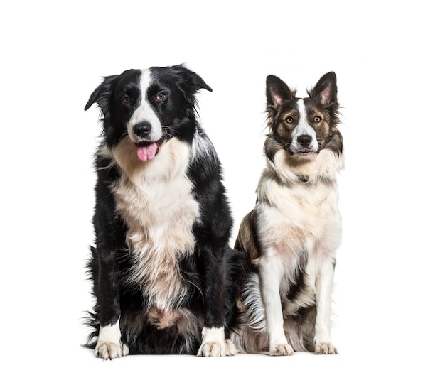 Border Collie-honden zitten en hijgen, uitgesneden