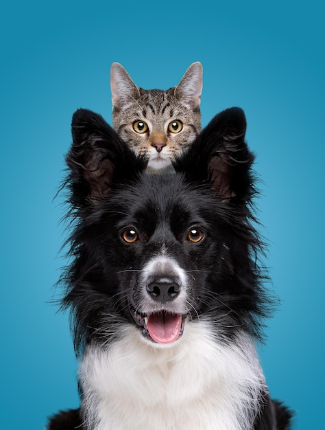 Border collie hondenportret met een verstopte kat erachter