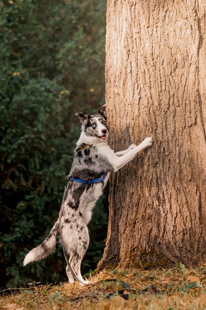 Border Collie hondenras in het park Herfstseizoen Herfst