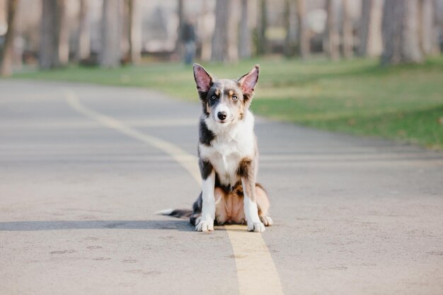 Border Collie hondje buiten