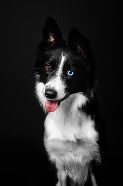 Border Collie-hondportret op een zwarte achtergrond