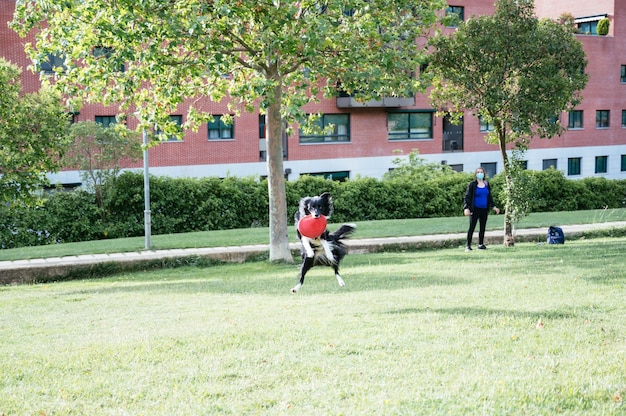 Border collie in de lucht die een schijf vangt die wordt gegooid door een jonge vrouw in een blauw T-shirt. Hondentraining.