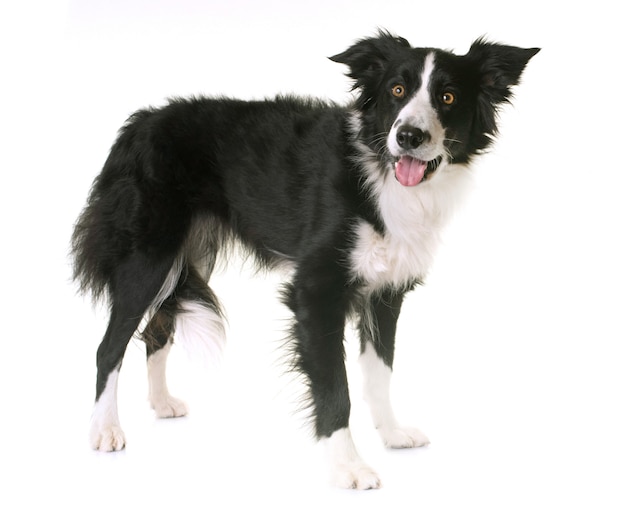 border collie in studio