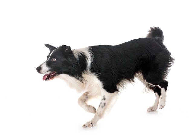 border collie in studio