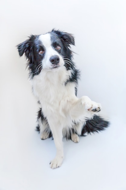 Border collie isolated on white background