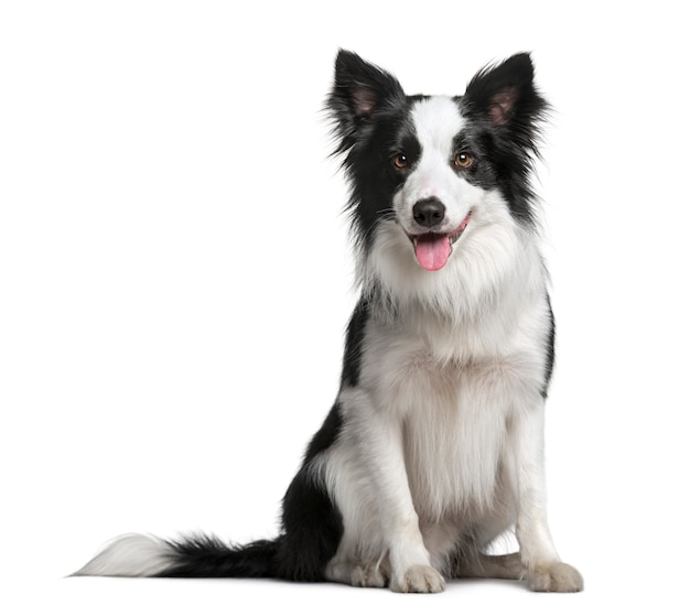 Photo border collie isolated on white