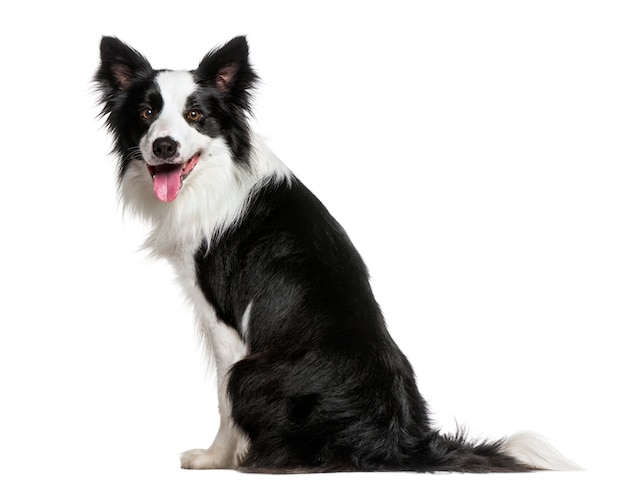 Border Collie isolated on white