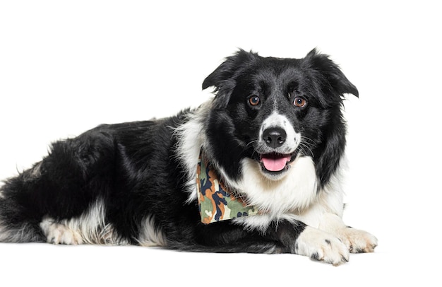 Border collie isolated on white