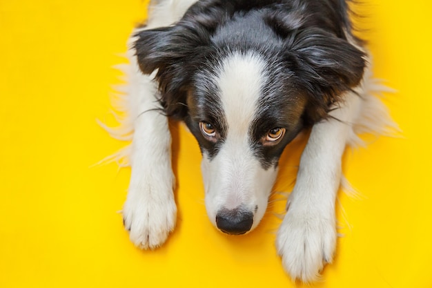 Border collie isolated on yellow background