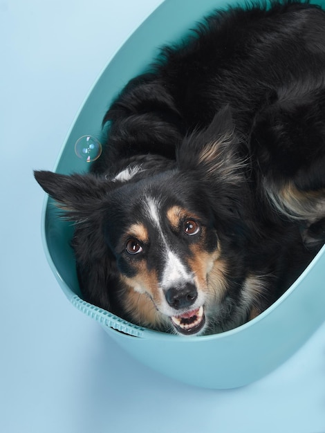 ボーダーコリーはお風呂の犬に横たわっていますシャワーを浴びるペットの洗浄