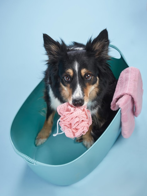 ボーダーコリーはお風呂の犬に横たわっていますシャワーを浴びるペットの洗浄