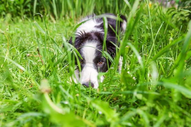 Border collie liggend op groen gras gazon in park