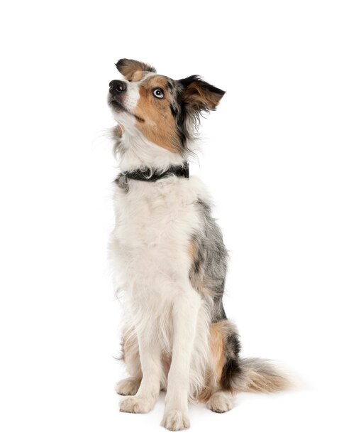 Border Collie looking up, 2 years old. Dog portrait isolated