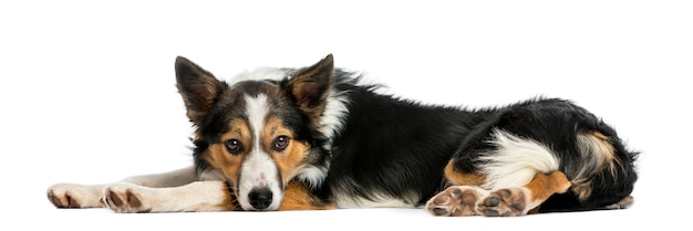 Border collie lying down looking at the camera isolated on white