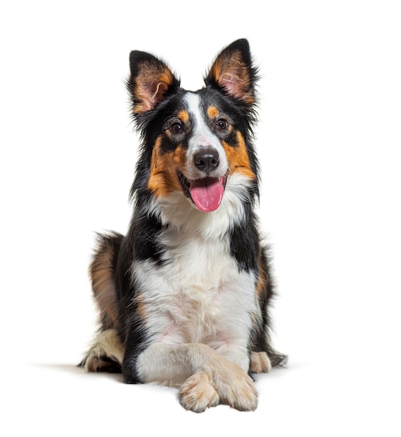 Border collie lying down and panting crossed arms during a training session