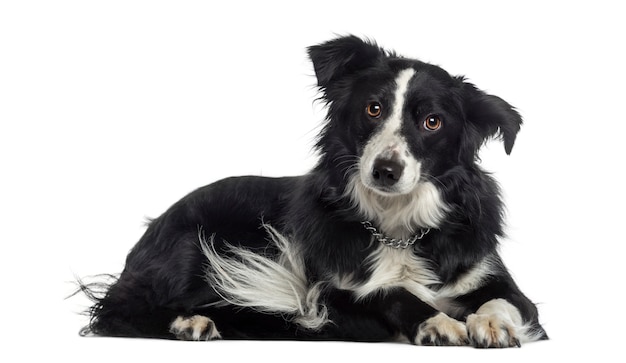 Border Collie lying down