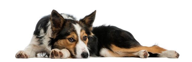 Border collie lying looking bored isolated on white