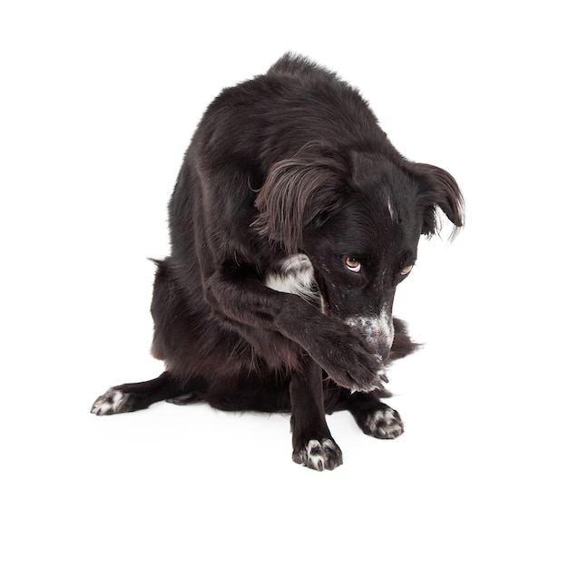 Border Collie Mix Breed Dog Looking Guilty