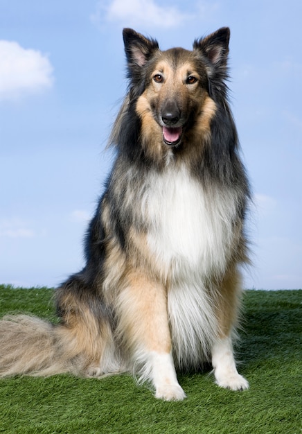 Border collie op gras tegen blauwe hemel