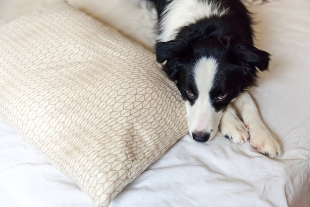 Border collie op hoofdkussendeken in bed