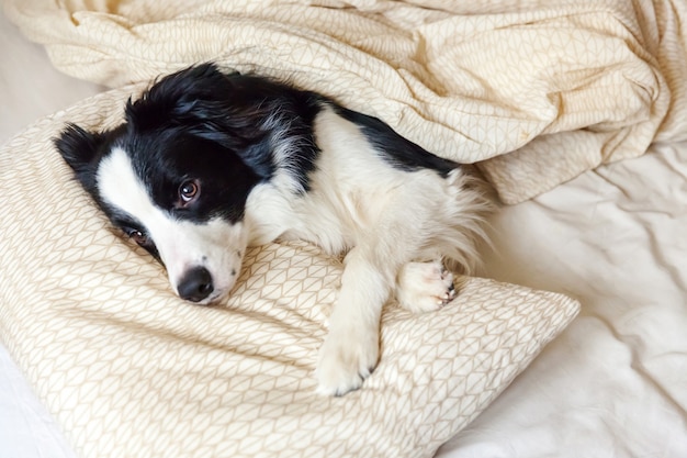 Border collie op hoofdkussendeken in bed