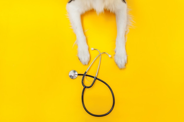 Foto border collie-poten en stethoscoop op gele achtergrond worden geïsoleerd die