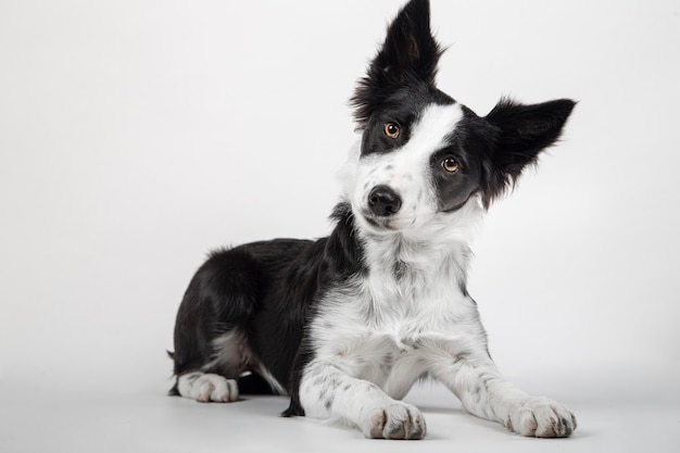 Border collie pup liggend voor witte achtergrond