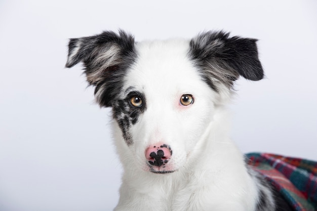 Border collie pup