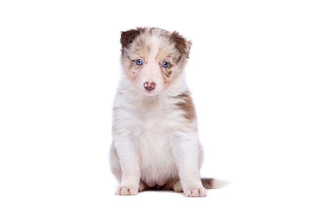 Border collie pup