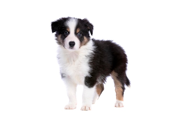 Border collie pup