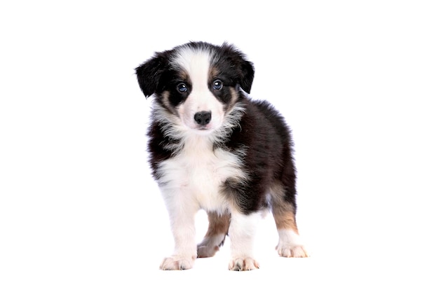 Border collie pup