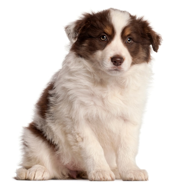 Border collie-puppy, 2 maanden oud, zittend