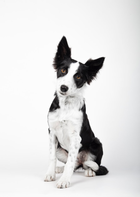 Cucciolo di border collie, 3 mesi di età, seduto su sfondo bianco