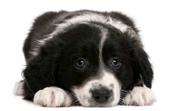 Border Collie puppy, 6 weeks old, lying 