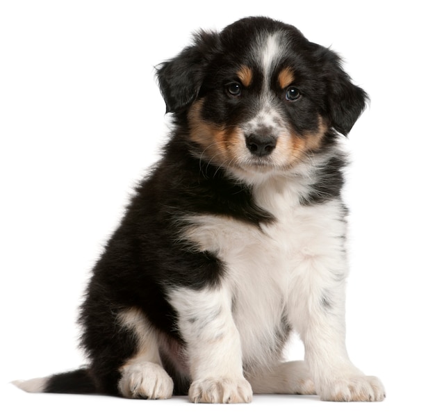 Border Collie puppy, 6 weeks old, sitting